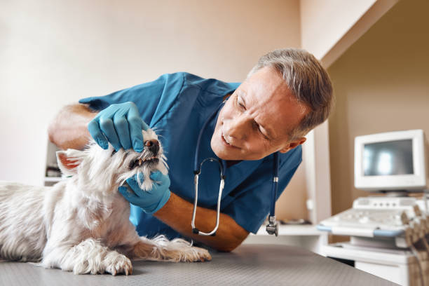 Best Emergency Tooth Extraction in Pleasant View, UT